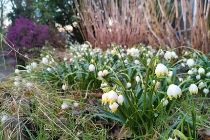 Kleingarten zur Pacht in Herrenhausen - Hannover Herrenhausen-Stöcken