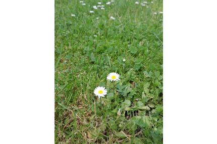 GartenWiesen Grundstück auf dem Herbolzheimer Berg