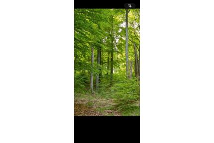 Waldgrundstück - 30,00&nbsp;EUR Kaltmiete, ca.&nbsp; 0,00&nbsp;m&sup2; in Schöllkrippen (PLZ: 63825)