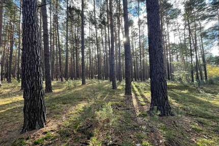 Grundstück in Calau 23.000,00 € 26042 m²