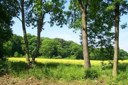 *** Weidegrundstück mit knapp 2500m² *** - Ballenstedt Opperode