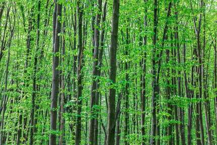 Grundstück in Erdweg 383.000,00 € 55462 m²