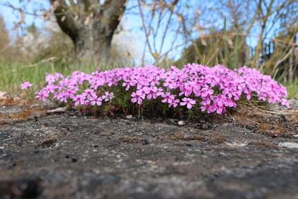 Idyllischer Kleingarten nähe Lutherstadt Eisleben - Eisleben (Lutherstadt)