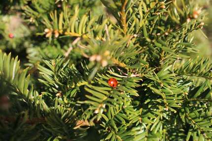 Haus zum Kaufen in Altlandsberg 595.000,00 € 216 m²