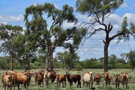 Exklusive Investmentgelegenheit: 16.000 ha-Paraguay - Germering