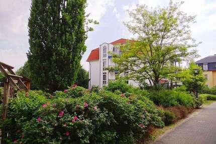 Wohnung zum Mieten in Dresden 300,00 € 33 m²