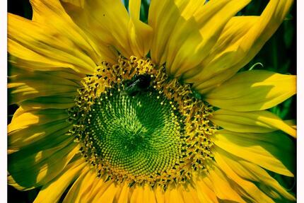 Zwei Häuser für Wohnen & Arbeiten unter einem Dach! - Dülmen