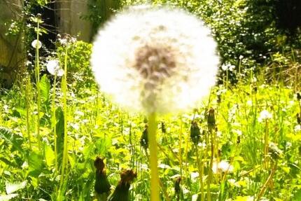 Einfamilienhaus mit 1000m2 Grundstück in Bestlage von Wangen - Wangen im Allgäu