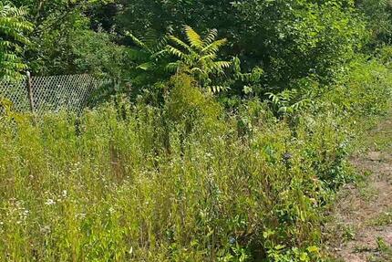 Garten in Worms-Pfeddersheim zu verpachten