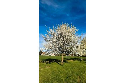 Camping auf der Obstwiese - 20,00&nbsp;EUR Kaltmiete, in Bedburg (PLZ: 50181)