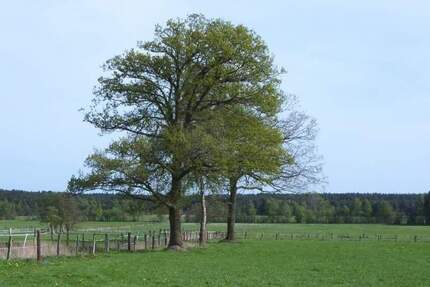 TOP Baugrundstück in schönster Lage - Diskrete Vermarktung - Jesteburg