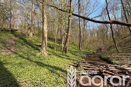 Laubmischwald (ca. 0,4 ha) am Stadtrand von Weißenfels
