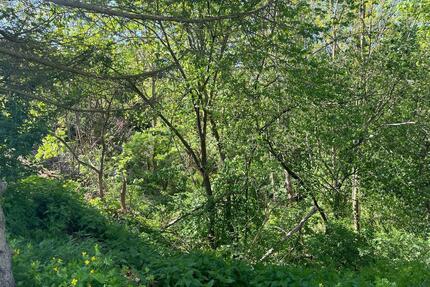 Auktion - 0,8 ha Wald unterhalb des Schlosses Rammelburg in 06343 Friesdorf - Mansfeld