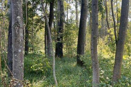 Waldgrundstück in Pförring zu verpachten – direkt am Wasser