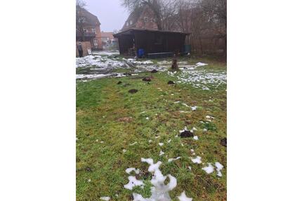 Gartow Pferdewiese mit Unterstand Wasser und Strom