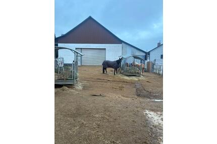 Offenstall, 2 Boxen u. kleine Reithalle - Pferde u. Ponys - Maisach