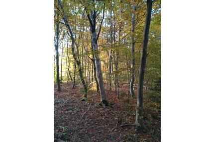 Gepflegter Wald Forst Waldgrundstück Freizeitgrundstück - Vilgertshofen