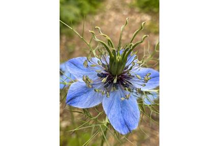 Kleingarten Schrebergarten - 1.500,00&nbsp;EUR Kaltmiete, ca.&nbsp; 0,00&nbsp;m&sup2; in Wuppertal (PLZ: 42119) Gemarkung Elberfeld