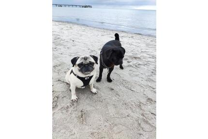 Boltenhagen, Ferienhaus, 6 Pers., 400m z. Strand, hundefreundlich - Bergisch Gladbach Alt-Frankenforst