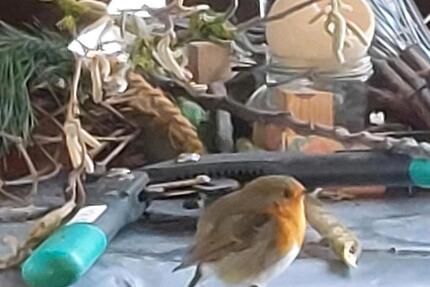 Garten auf Eigentumsland - 3.500,00&nbsp;EUR Kaltmiete, ca.&nbsp; 0,00&nbsp;m&sup2; in Burow (PLZ: 17089)