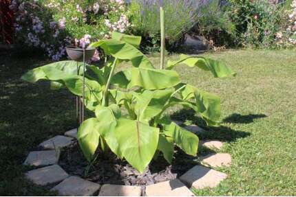 Haus zum Kaufen in Pforzheim 459.000,00 € 121.62 m²