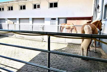 Wo Pferde zuhause sind und Reiter glücklich werden! - Adelmannsfelden