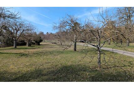 Streuobstwiese Hildrizhausen 1.200qm zu verpachten - Wildberg