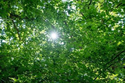 BLANKENESE FALKENSTEIN: BAUGRUNDSTÜCK IN FEINSTER LAGE - Hamburg