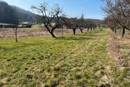 Baumstück zu verpachten - 100,00&nbsp;EUR Kaltmiete, ca.&nbsp; 0,00&nbsp;m&sup2; in Neckarsulm (PLZ: 74172)