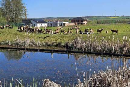 Grundstück zu verkaufen in Hofgeismar 124.000,00 € 496 m²