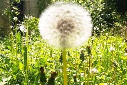 Haus zum Kaufen in Wangen im Allgäu 1.240.000,00 € 250 m²