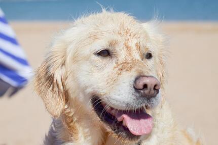 Urlaub mit Hund & Pool: Exklusive Reetkate an der Ostsee, Lübecker Bucht, nahe Heiligenhafen, Dahme, Fehmarn, Kellenhusen, Last Minute Angebote, Ferienhaus Ferienwohnung Strand Meer Hundeurlaub - Heringsdorf
