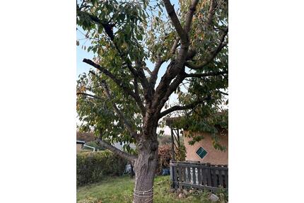 Pachtgarten - 200,00&nbsp;EUR Kaltmiete, ca.&nbsp; 0,00&nbsp;m&sup2; in Zwickau (PLZ: 08060) Zwickau-West