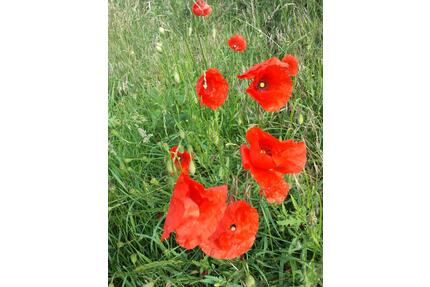 *** Garten, ruhig gelegen, in Elbnähe *** - Wittenberge