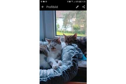 Wir 62+60j. su. ab Aug.2026 eine Whg. ab 2 Zi. in FO. o. Umgebung - Forchheim