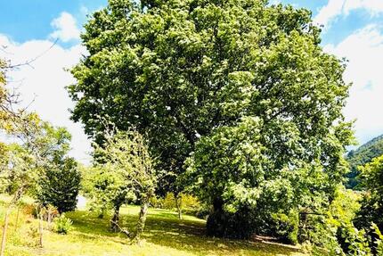 Garten Grundstück zu verpachten - Wiesloch