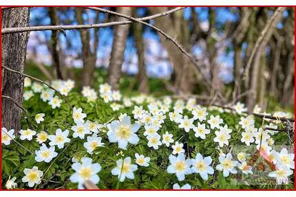 Grundstück zu verkaufen in Medebach Oberschledorn 115.000,00 € 3320 m² - Medebach / Oberschledorn