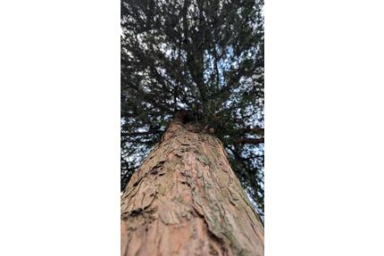 Freizeitgrundstück Wald Wiese in 53572 Unkel