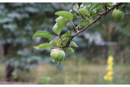 Grundstück zu verkaufen in Altlandsberg 250.000,00 € 825 m²