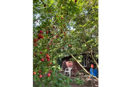 Naturnahes Gartengrundstück mit Bachzugang in Lauschied pachten - Bad Sobernheim