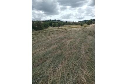 Verpachte Wiese in 06571 Gehofen - Bad Bibra