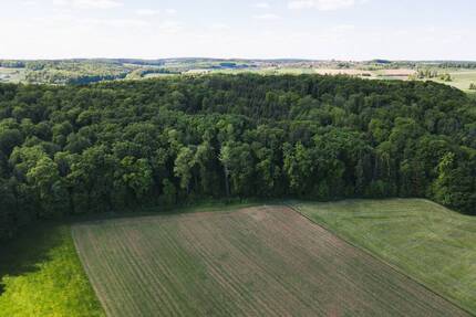 LAUBWALD Nähe Treuchtlingen Auernheim