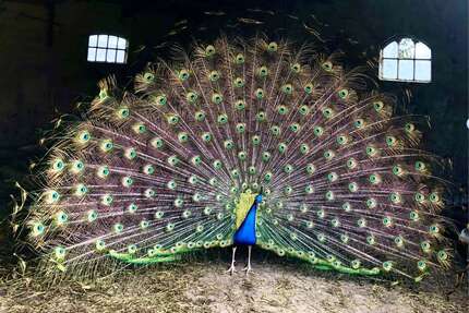 Haus zum Kaufen in Seefeld 699.000,00 € 213.51 m²