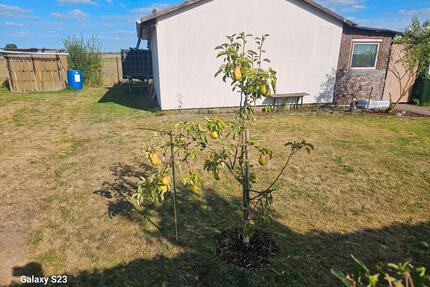 Pachtgarten - 2.000,00&nbsp;EUR Kaltmiete, ca.&nbsp; 0,00&nbsp;m&sup2; in Halle (Saale) (PLZ: 06128) Gesundbrunnen