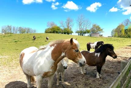 Ferienwohnungen 4 und 6 Pers.Ostern frei ! Ponyreiten inkl. - Stoltebüll