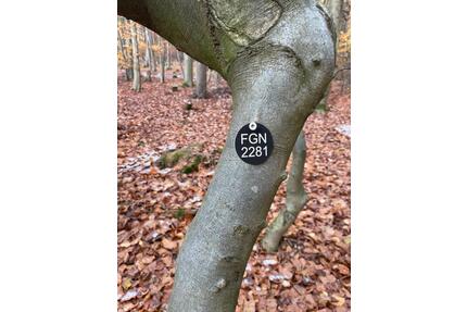 FriedWald Baum Gelnhausen Dreieckstein - Greiz