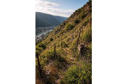 kleine Weinbergsparzelle in Steillage an der Mosel zu verpachten - Peterswald-Löffelscheid