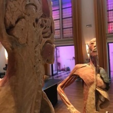 KÖRPER Sonderausstellung | Stadthalle Gifhorn