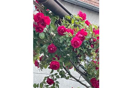 Exklusives Haus am Donnersberg zu vermieten: - Steinbach am Donnersberg