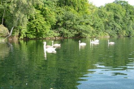 Ferienhaus Bungalow mit Seeblick in Carwitz Feldberger Seenplatte - Berlin Treptow-Köpenick